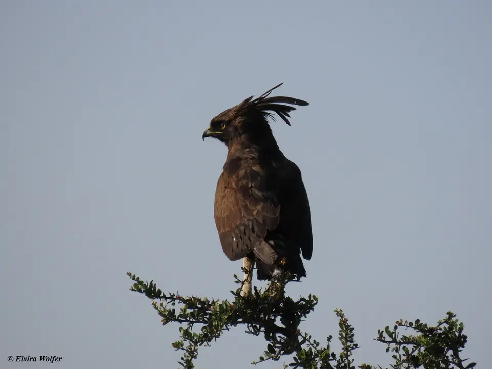 Long-crestedEagle-2.jpg