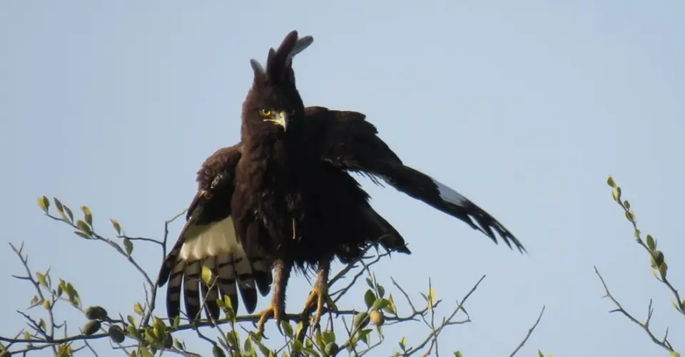 Long-crestedEaglespreadingwings.jpg