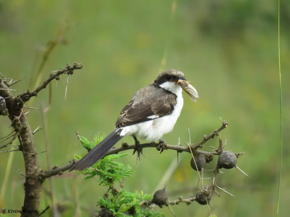 Long-tailedFiscal2immature.jpg