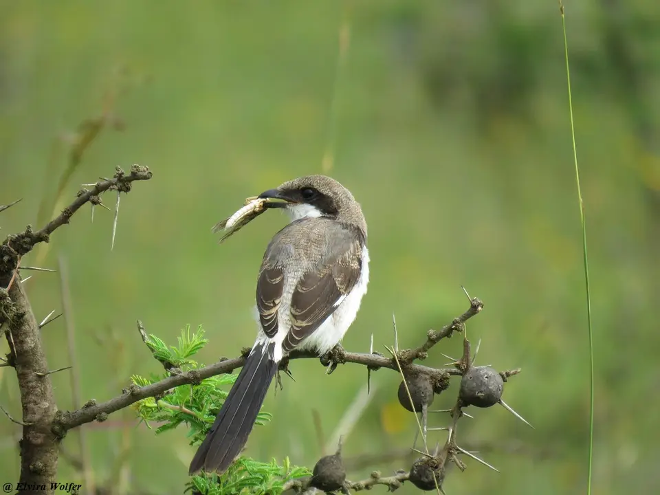 Long-tailedFiscal3immature.jpg