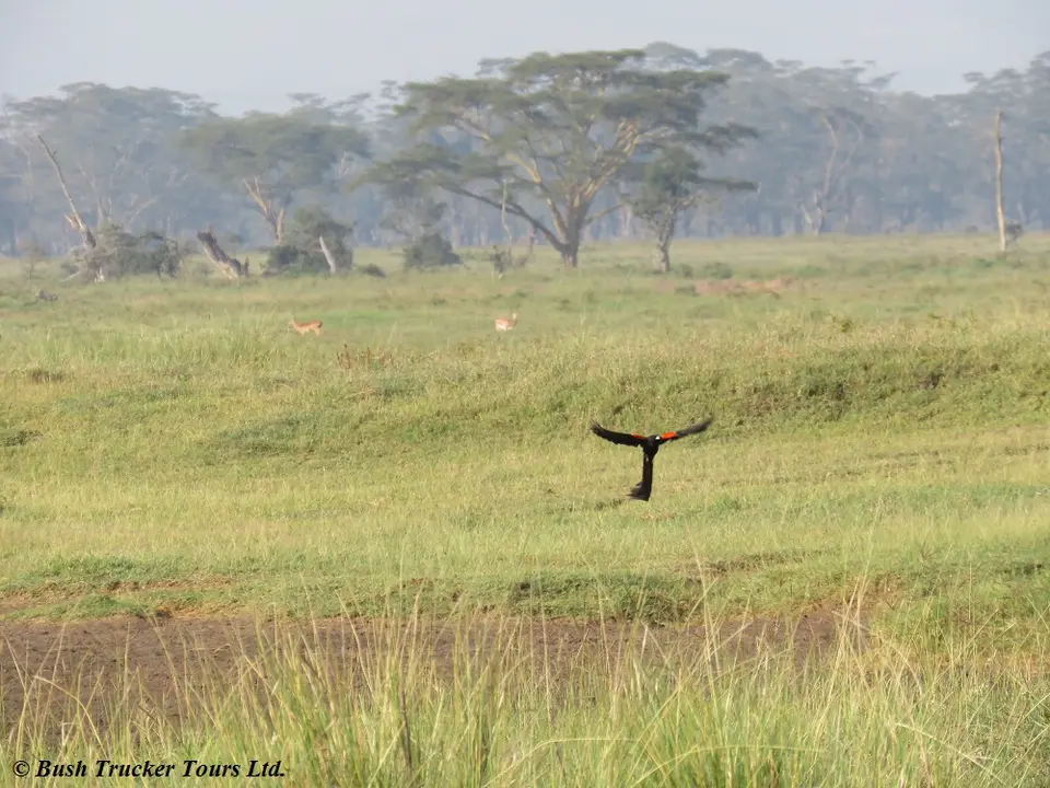 Long-tailedWidowbird.jpg
