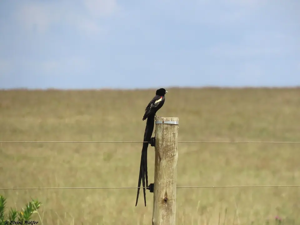 Long-tailedWidowbird1.jpg