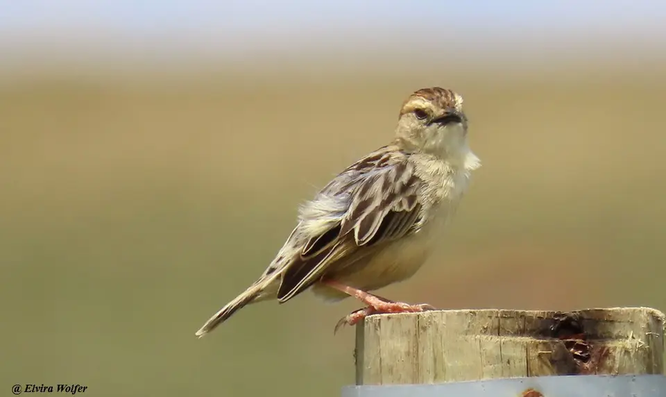 Long-tailedWidowbirdfemale.jpg