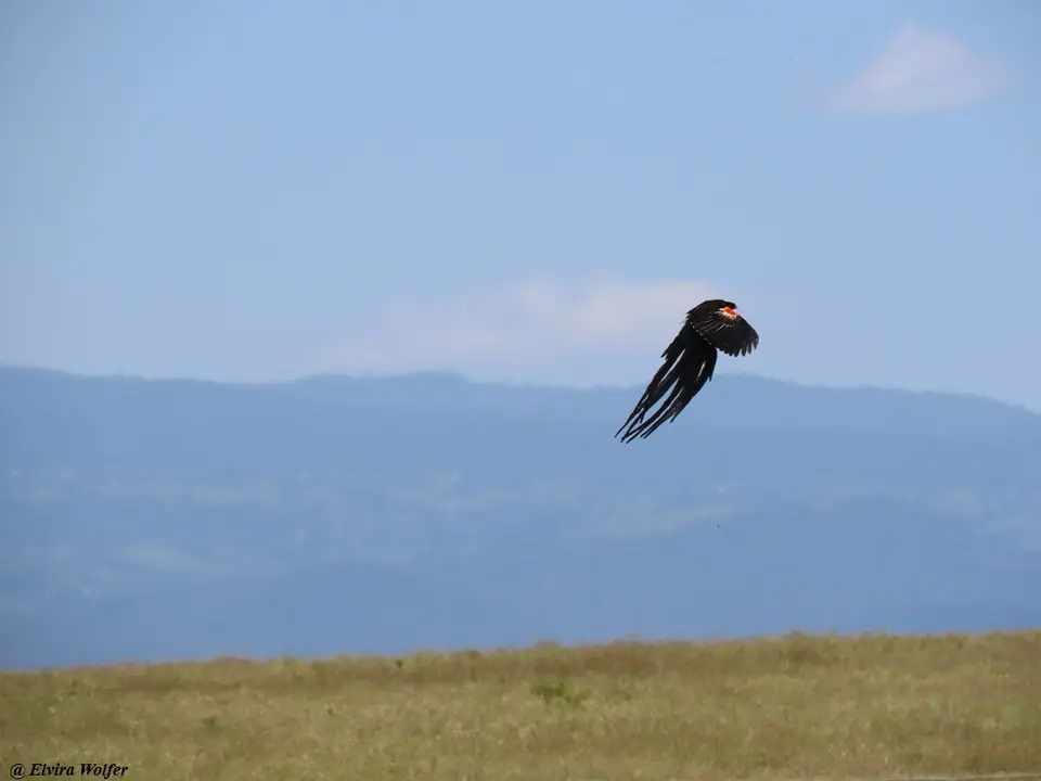 Long-tailedWidowbirdflying.jpg