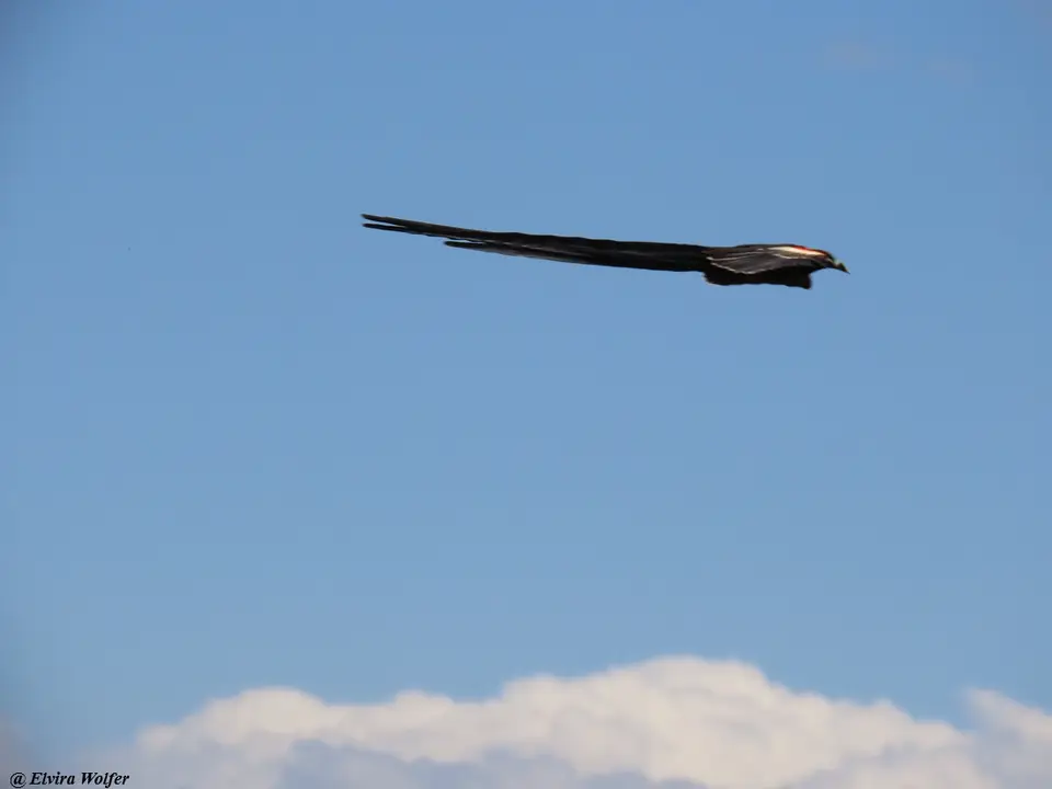 Long-tailedWidowbirdflystraight.jpg