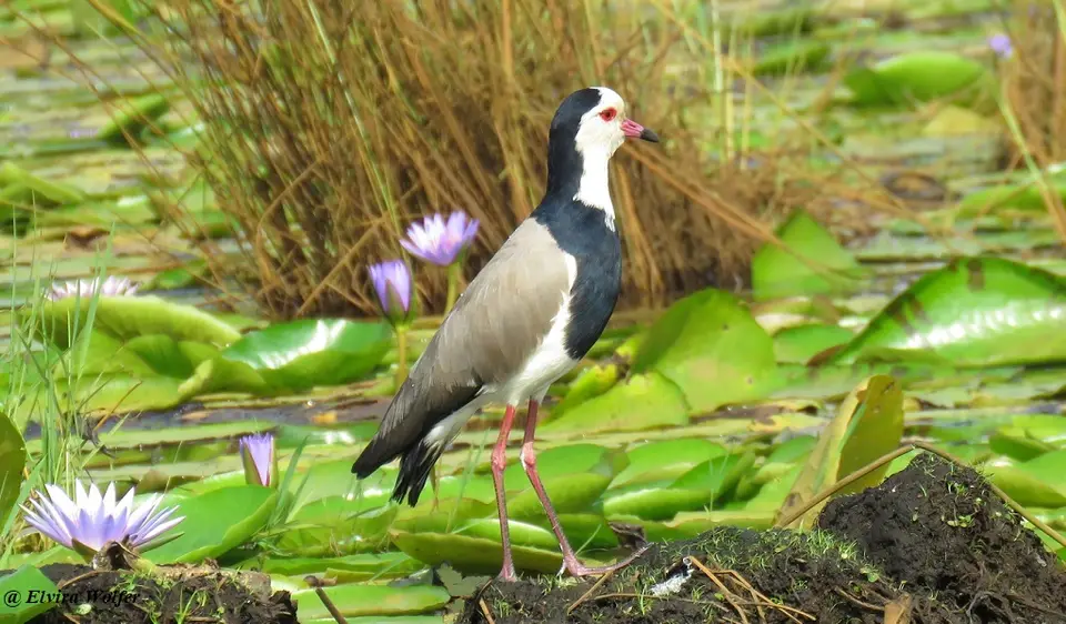 Long-toedLapwing.jpg