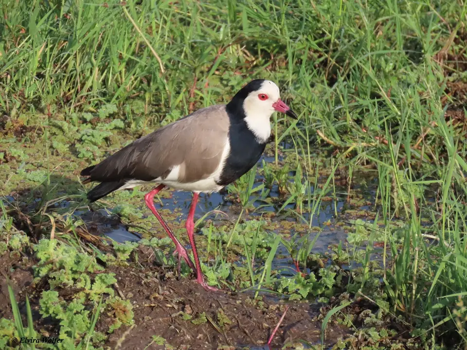 Long-toedLapwing1.jpg