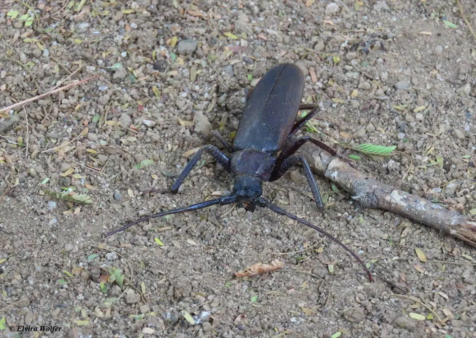 LonghornBeetle.jpg