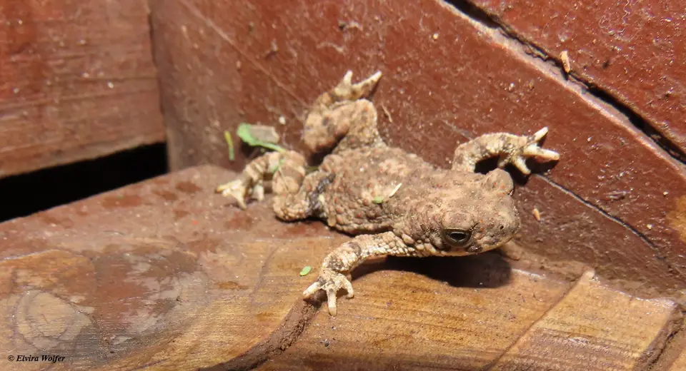 LughToad-Mertensophrynelughensis2.jpg