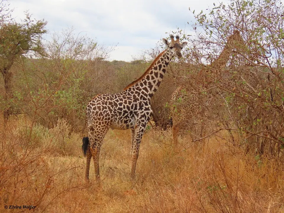 MaasaiGiraffe-2-3-4.jpg