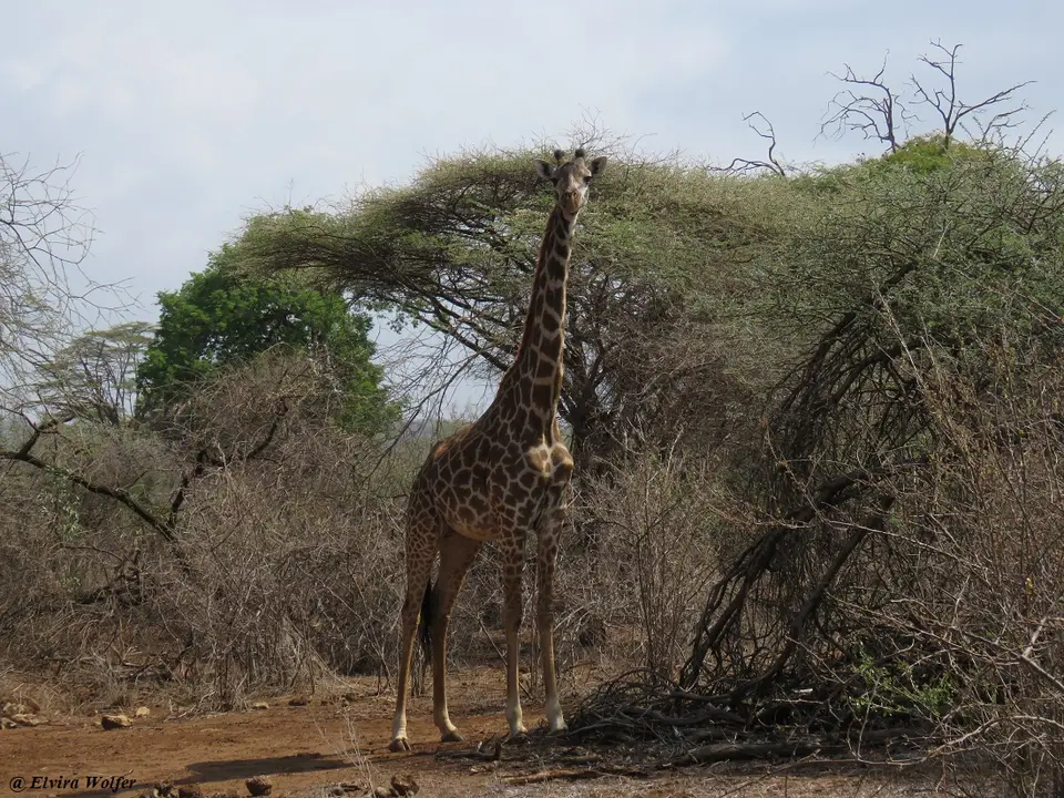 MaasaiGiraffe-2.jpg