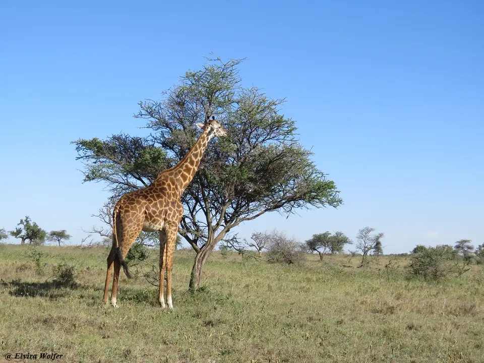 MaasaiGiraffe.jpg