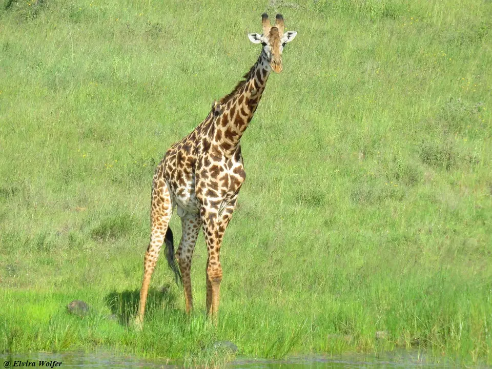 MaasaiGiraffe1-2.jpg