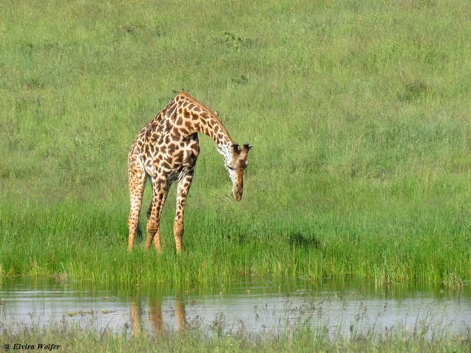 MaasaiGiraffe2.jpg
