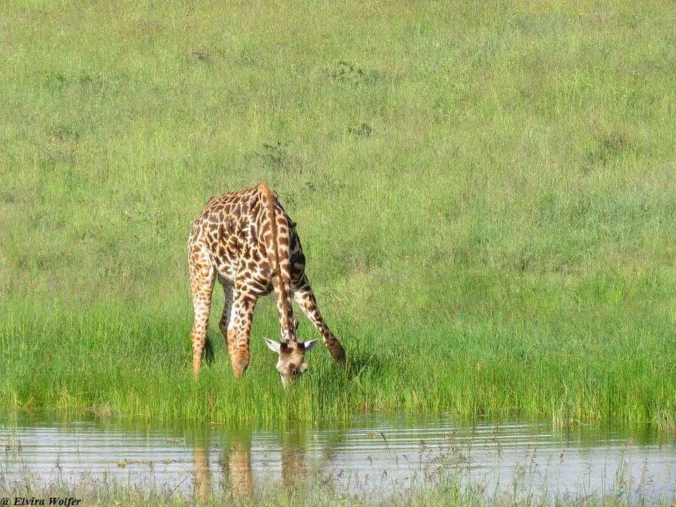 MaasaiGiraffe3.jpg