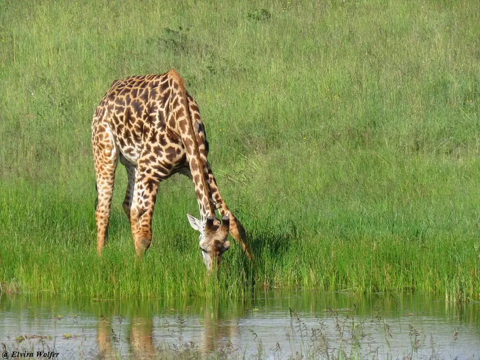 MaasaiGiraffe5.jpg