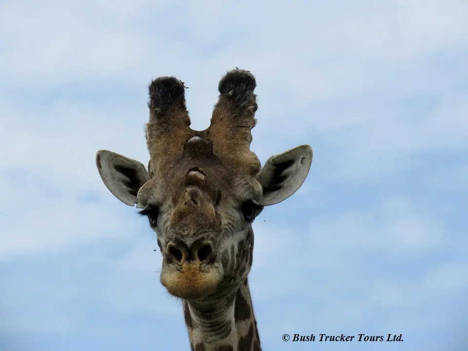 MaasaiGiraffeBulleportrait.jpg