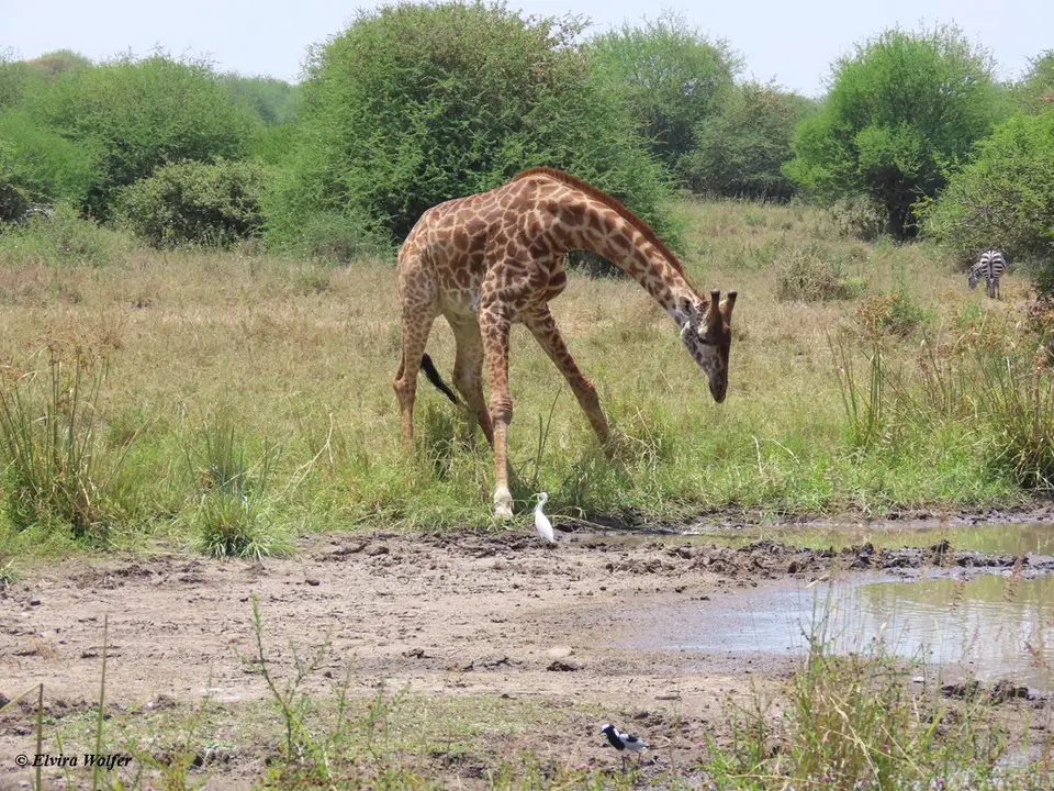 MaasaiGiraffedrinking2.jpg