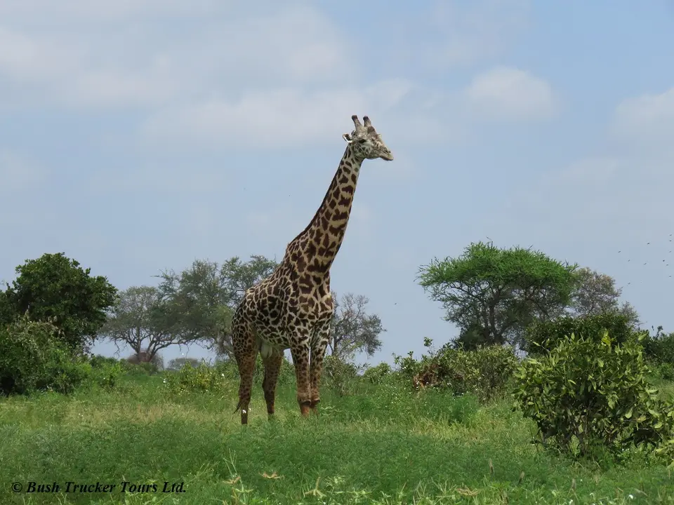 MaasaiGiraffegreengrass.jpg