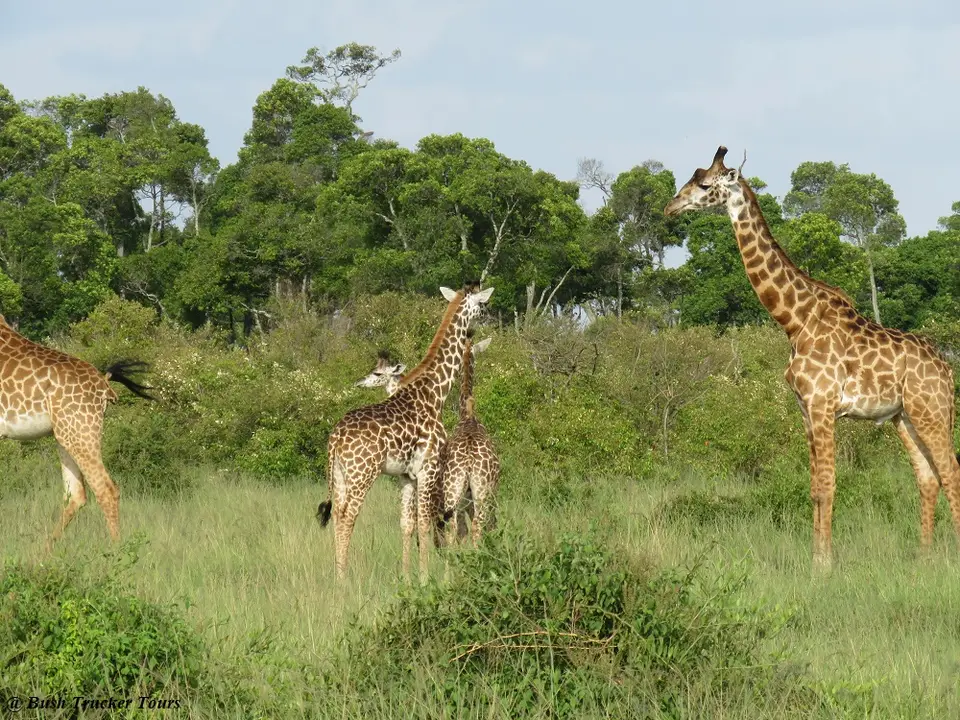MaasaiGiraffenWald.jpg