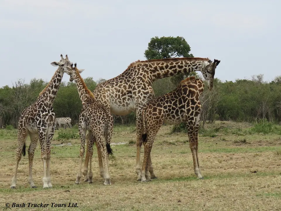 MaasaiGiraffenkleine.jpg
