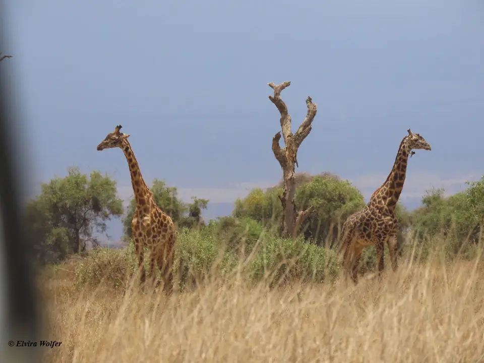MaasaiGiraffes-2-3.jpg
