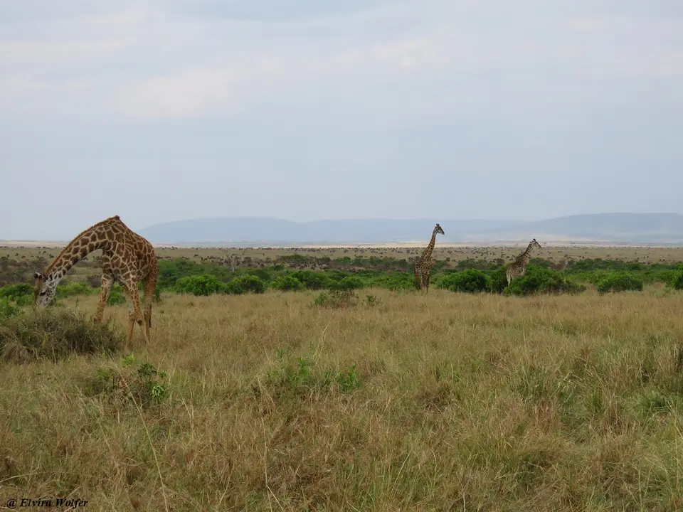 MaasaiGiraffes2.jpg