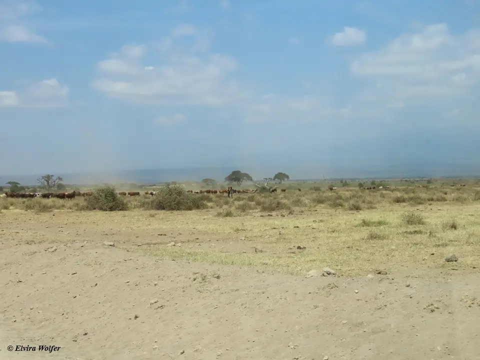 MaasaiKuehe-2.jpg
