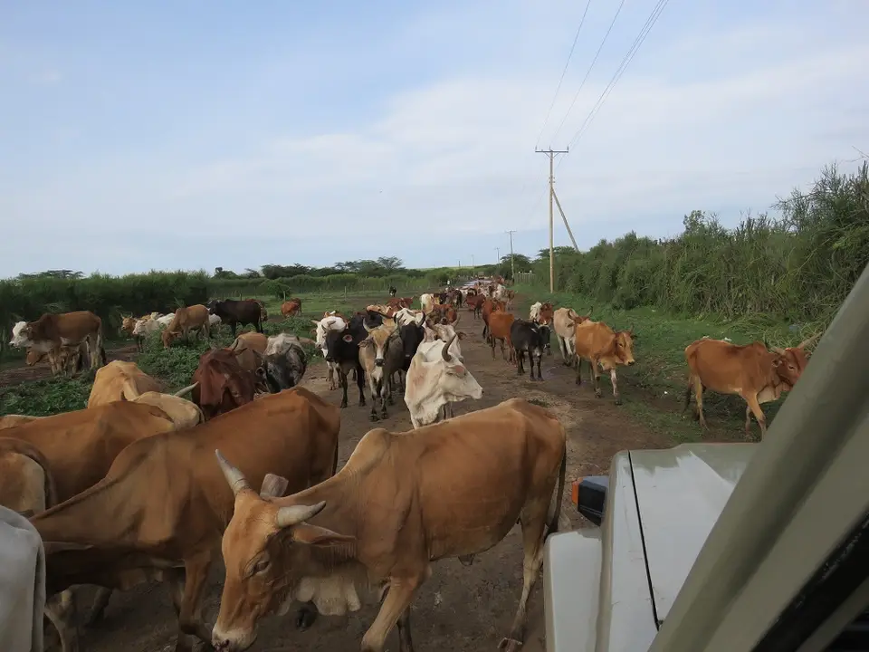 MaasaiKuehe4.jpg