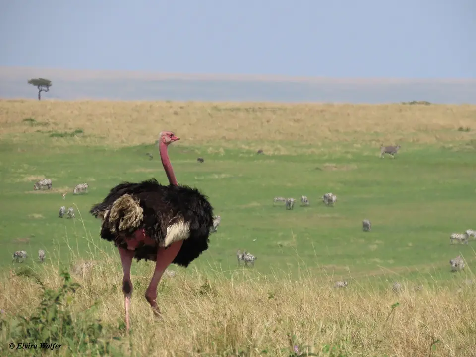 MaasaiOstrich.jpg