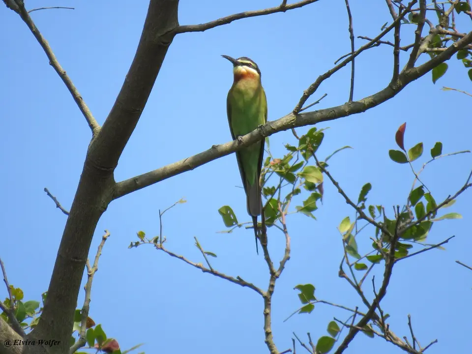 MadagascarBee-eater.jpg