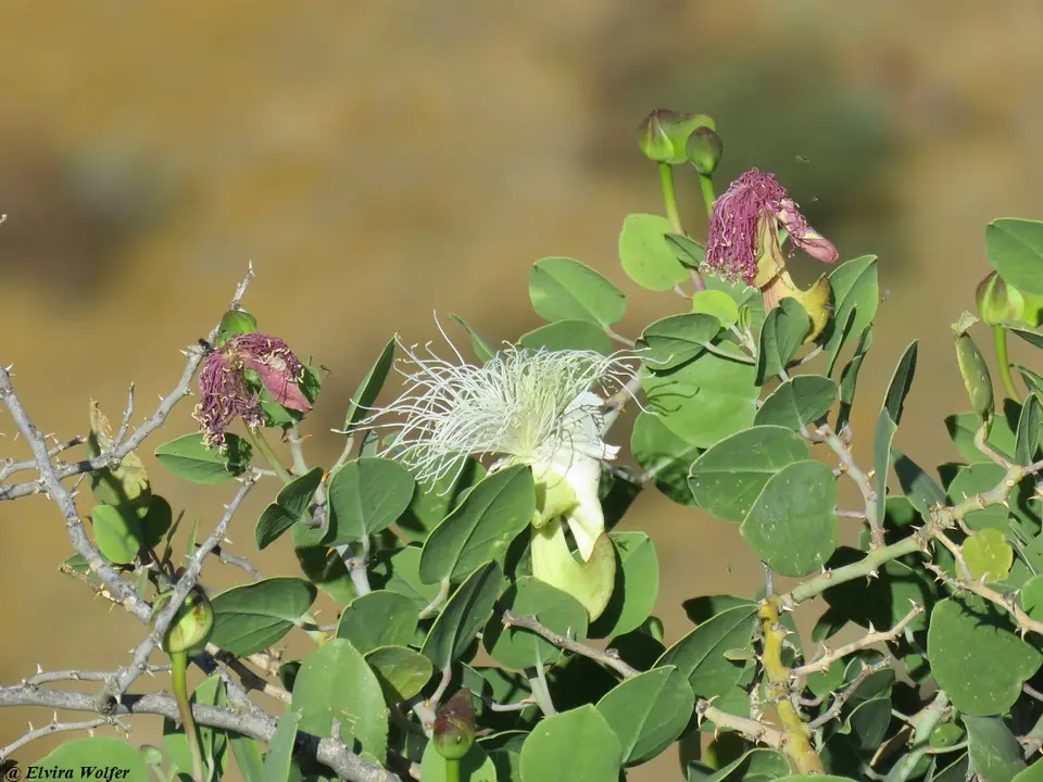 Maeruadecumbens.jpg