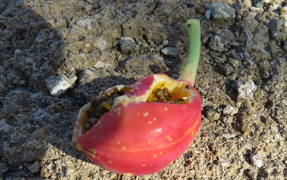 MaeruadecumbensFrucht.jpg