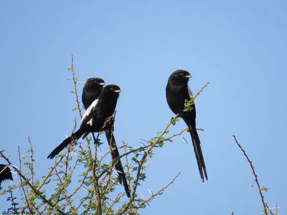 MagpieShrike.jpg