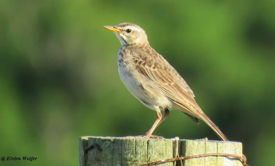 MalindiPipit.jpg