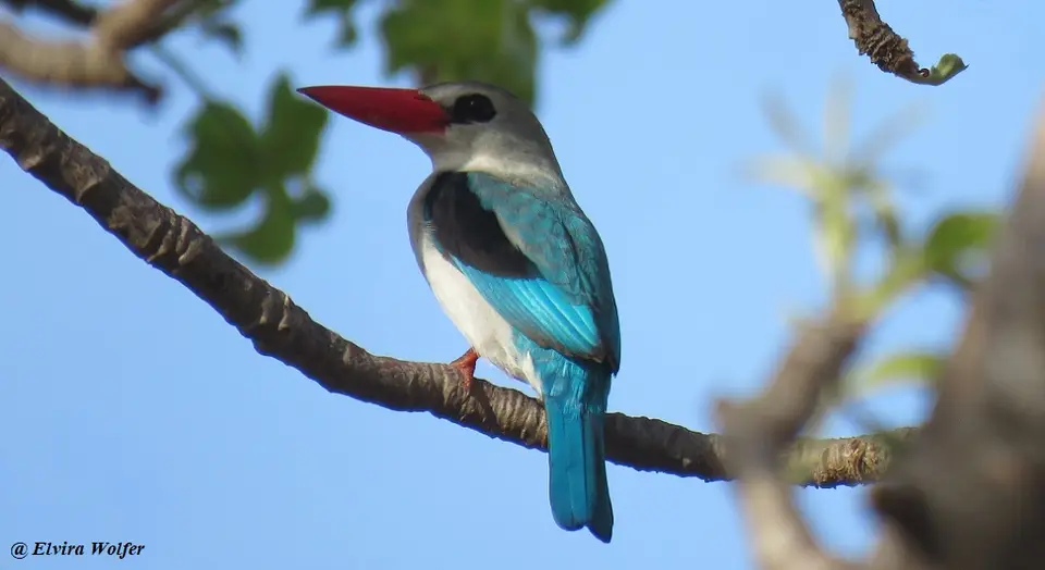 MangroveKingfisher1.jpg