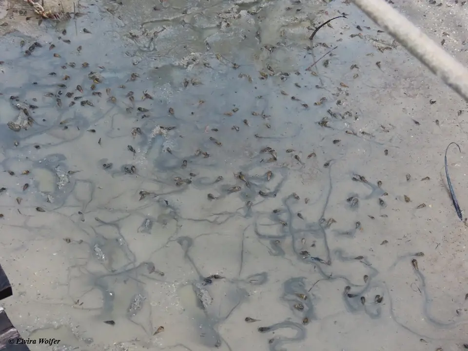 MangroveSnails.jpg