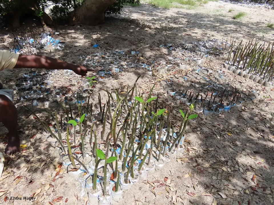 Mangroveseedlings.jpg