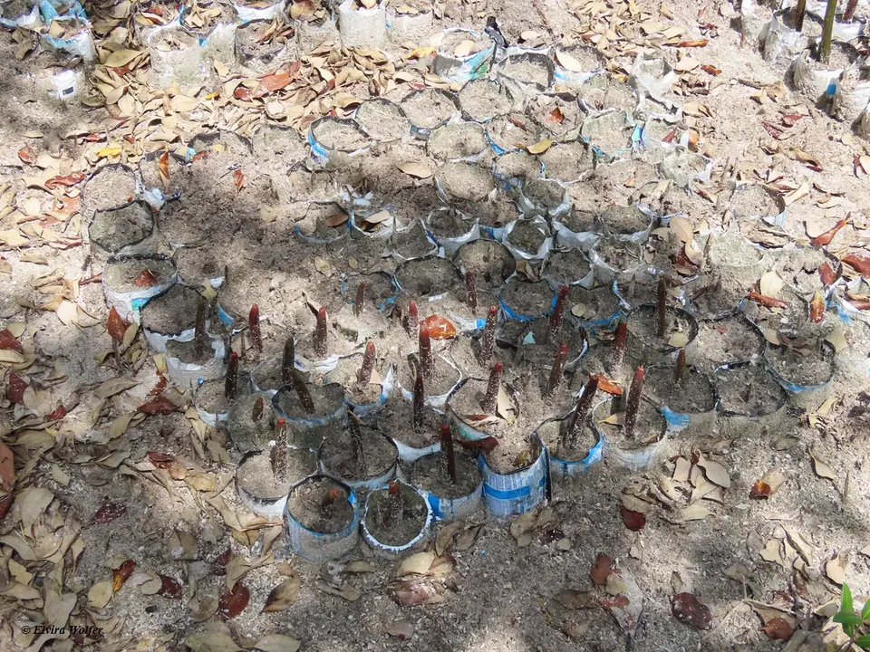 Mangroveseedlings2.jpg