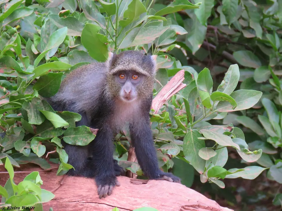 ManyaraMonkey.jpg