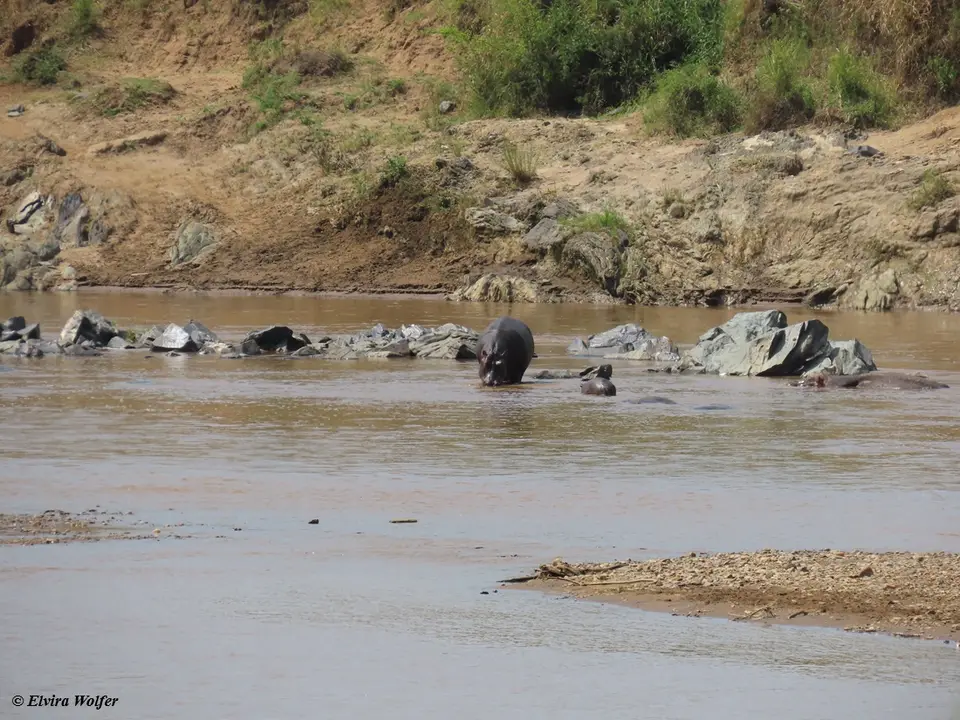 MaraRiver4.jpg