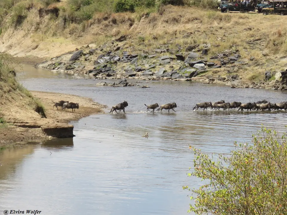 MaraRivercrossings3074.jpg
