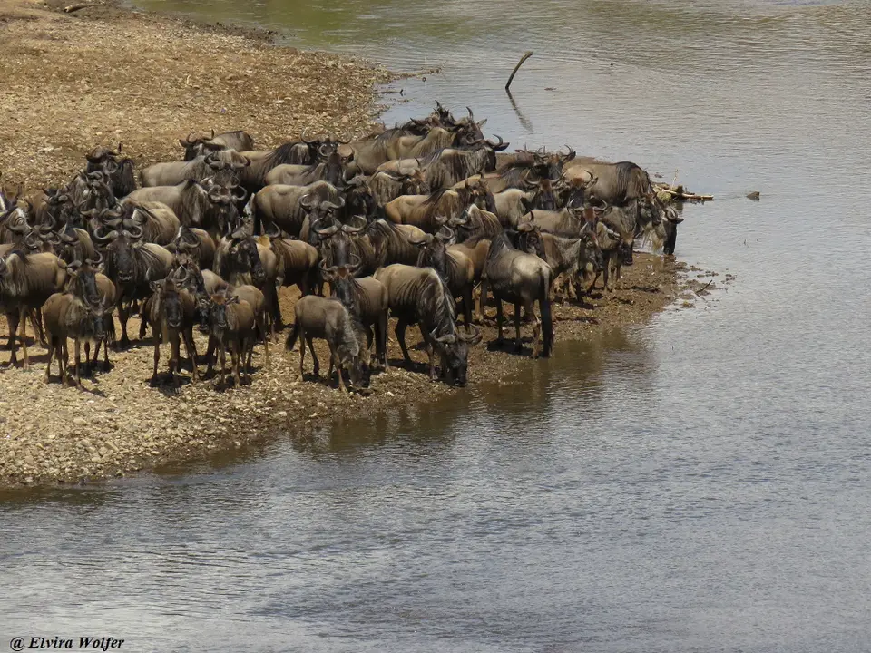 MaraRivercrossings3075.jpg