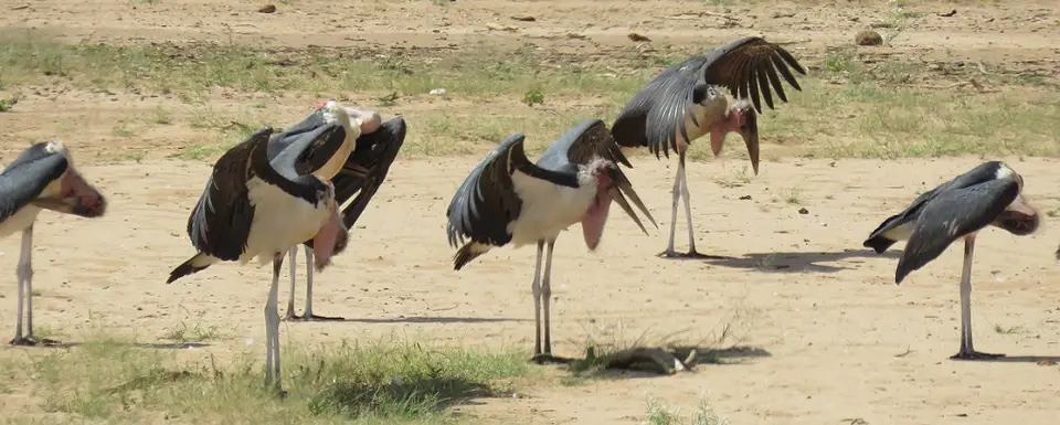 Marabouwithspreadwings.jpg