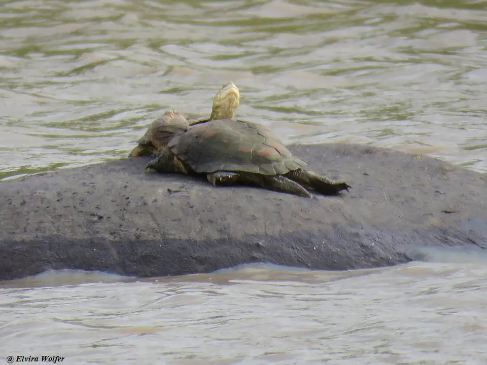 MarshTerrapin.jpg