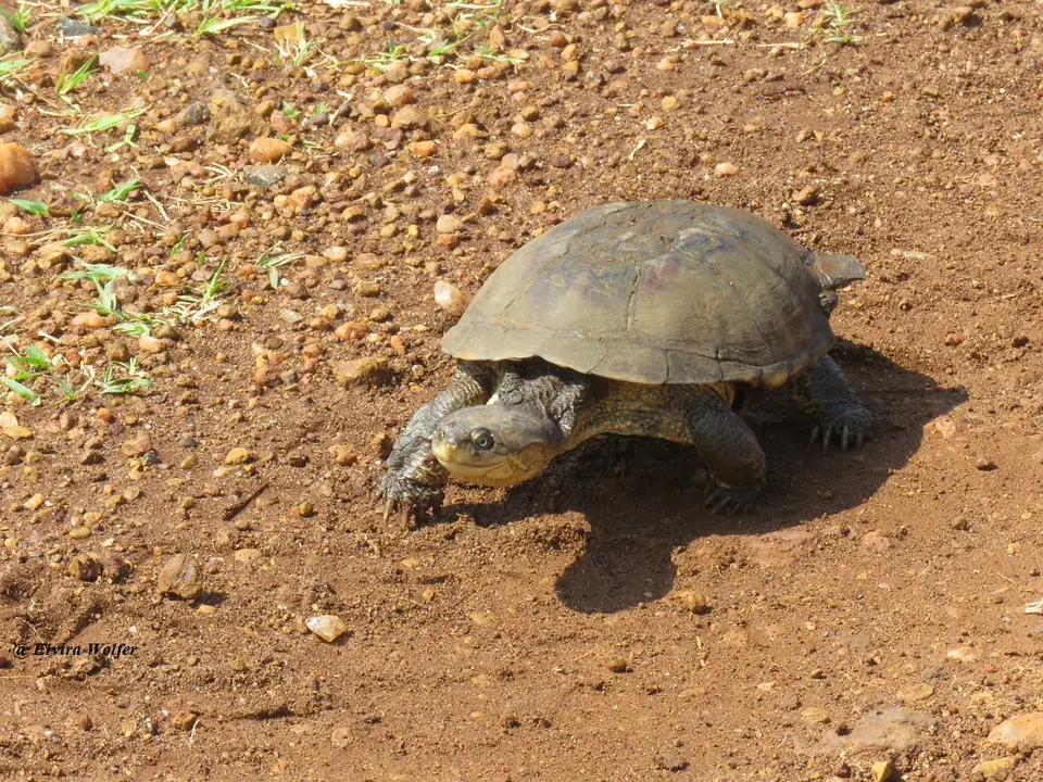 MarshTerrapin3.jpg
