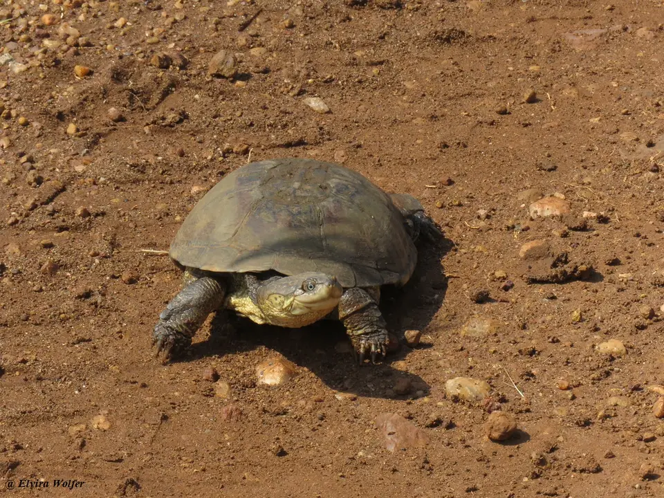 MarshTerrapin4.jpg