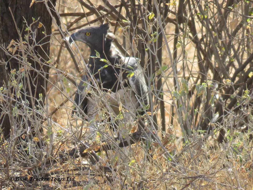 MartialEagle1-2.jpg