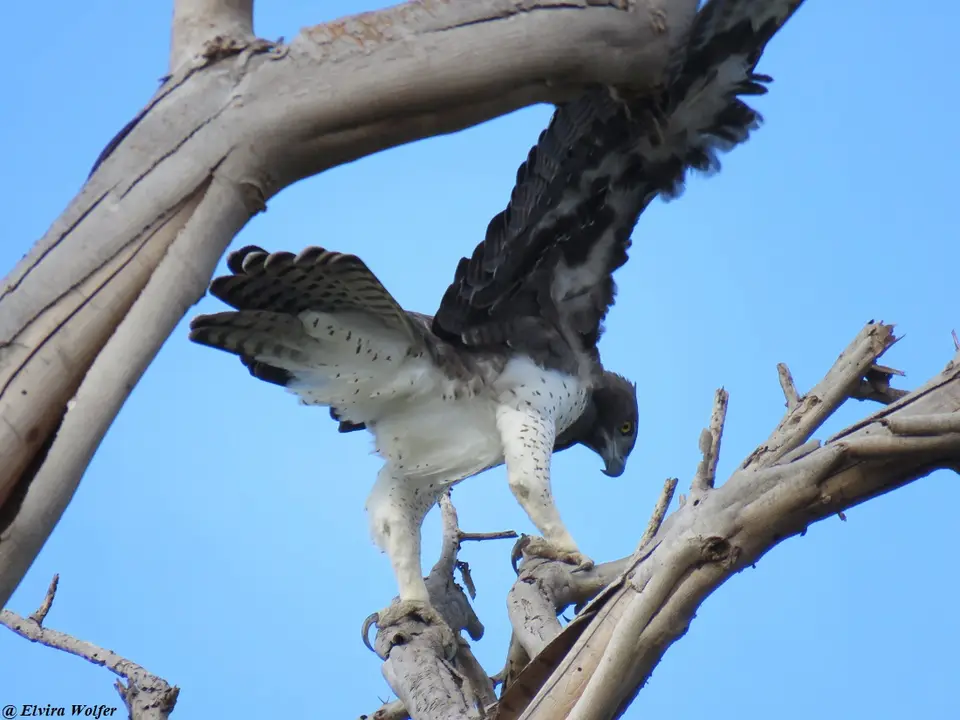 MartialEagle1.jpg