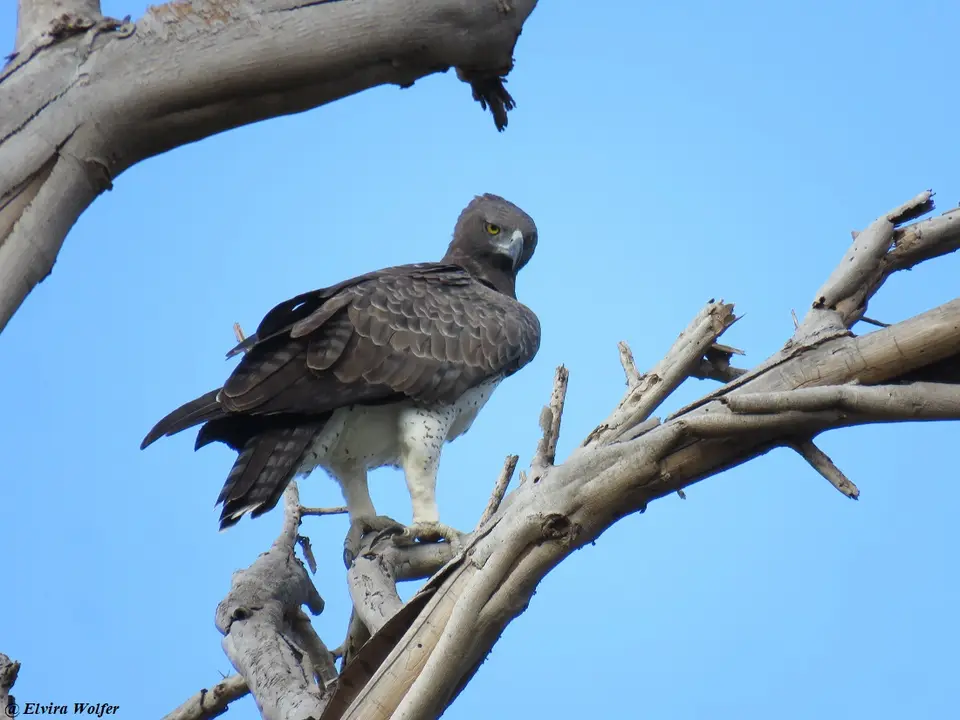 MartialEagle2.jpg